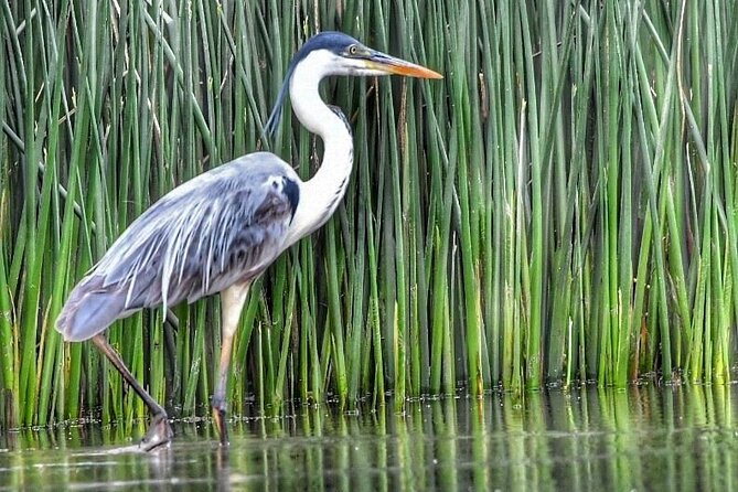 Unveiling Tigre Secrets of Delta & Rio de la Plata - The island villages of Arroyo Abra Vieja