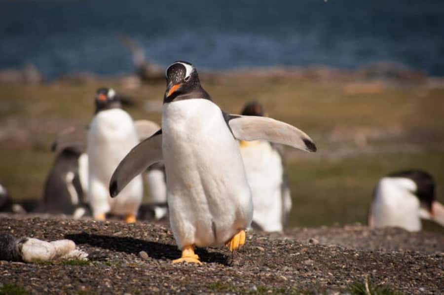 Ushuaia: Beagle Channel and Penguin Island - Key points to know before booking