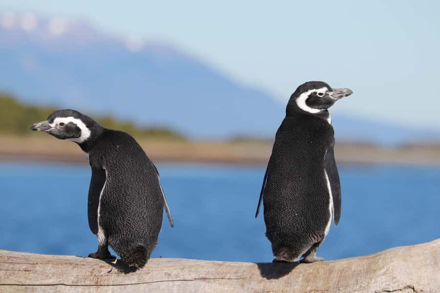 Ushuaia: Beagle Channel and Penguin Island - Sailing out through Ushuaia Bay