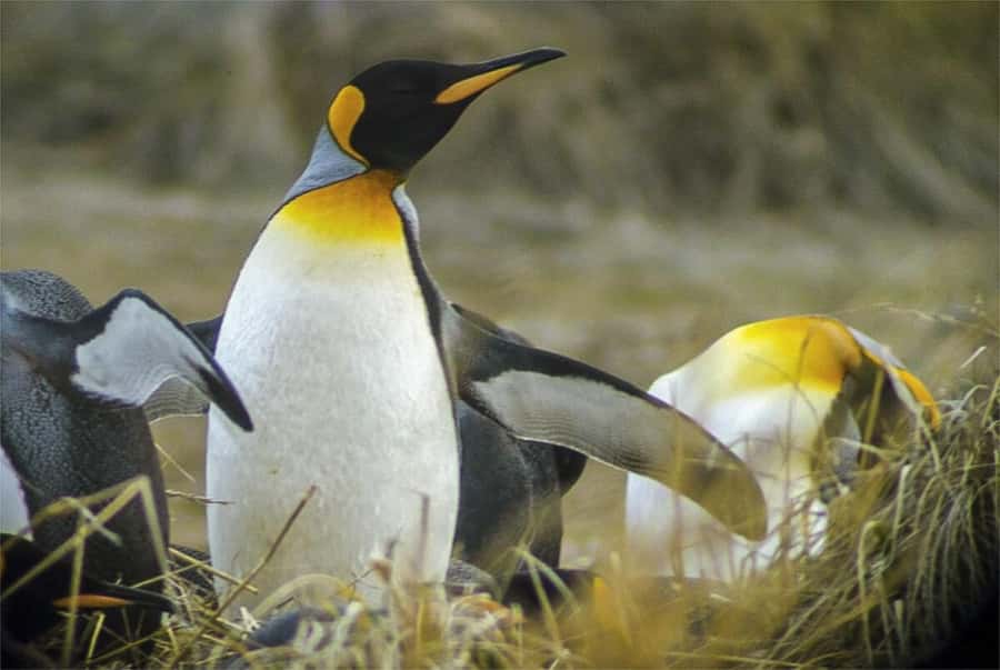Ushuaia: Beagle Channel Boat Tour and Penguin Experience - Five things to know before you go
