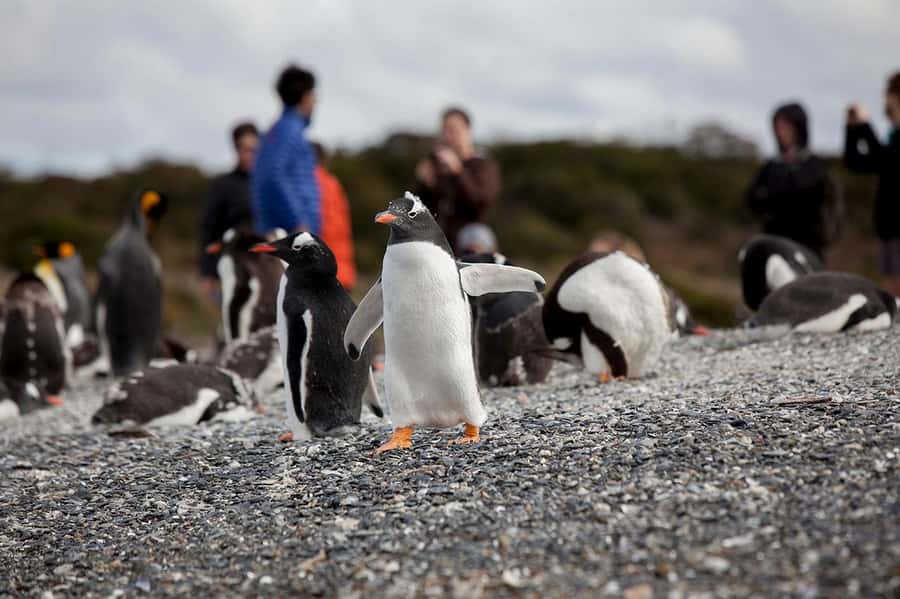 Ushuaia: Beagle Channel Boat Tour and Penguin Experience - Harberton Ranch and the crossing to Martillo Island
