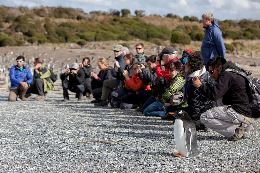 Ushuaia: Beagle Channel Boat Tour and Penguin Experience - One hour on Martillo Island with Magellanic and Gentoo penguins