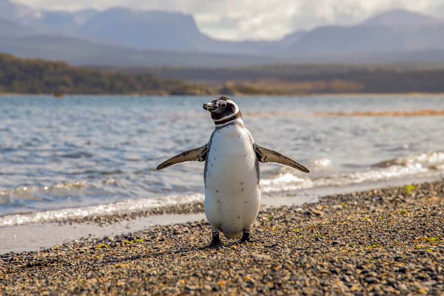 Ushuaia: Beagle Channel Boat Tour and Penguin Experience - Guides, languages, and the value of good explanations