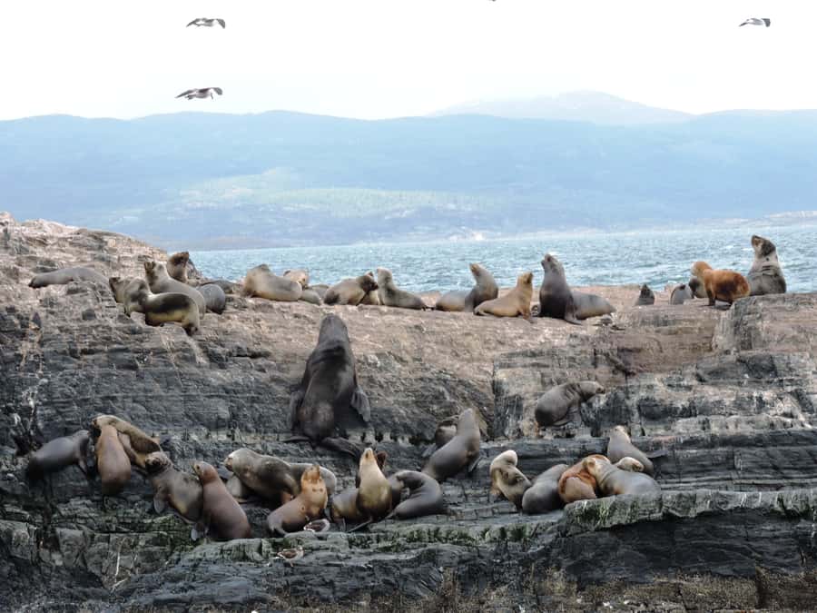 Ushuaia: Beagle Channel & Sea Wolves Island Catamaran Cruise - Puerto Karelo and the Yamana shell deposits