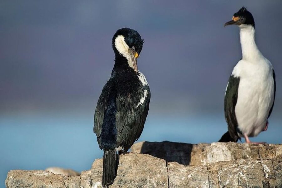 Ushuaia: Beagle Channel, Seal Island & Bridges Islands Tour - Bird Island and Black-browed Albatrosses