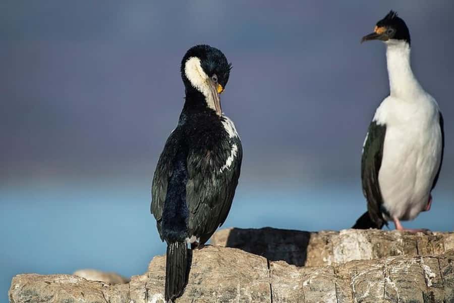 Ushuaia: Beagle Channel, Seal Island & Bridges Islands Tour - Les Eclaireurs Lighthouse and the Monte Cervantes site