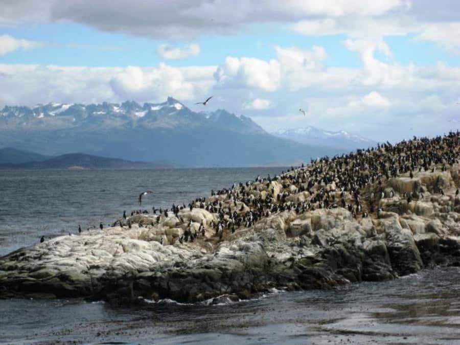 Ushuaia: Beagle Channel, Seal Island & Bridges Islands Tour - The return through Paso Chico