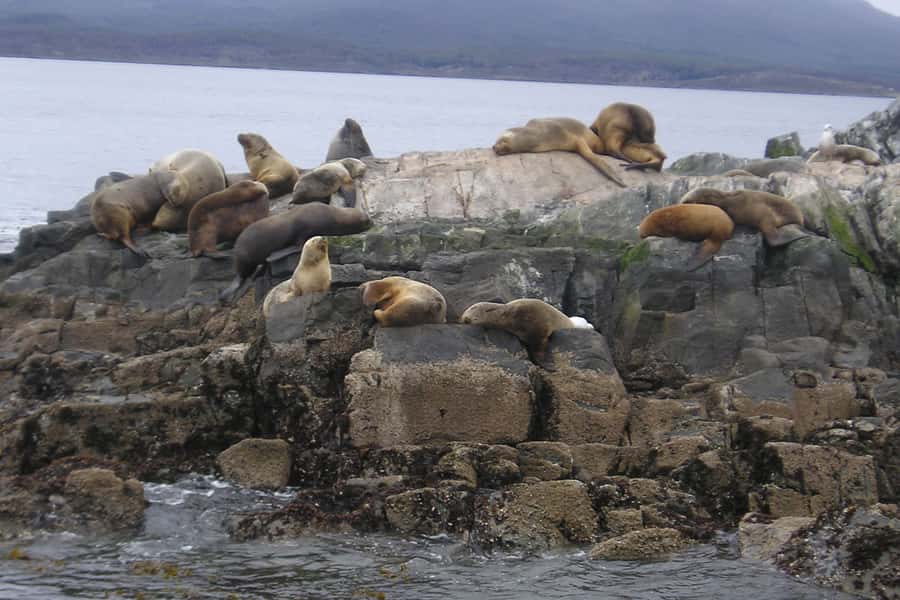 Ushuaia: Beagle Channel, Seal Island & Bridges Islands Tour - What the $88 price delivers