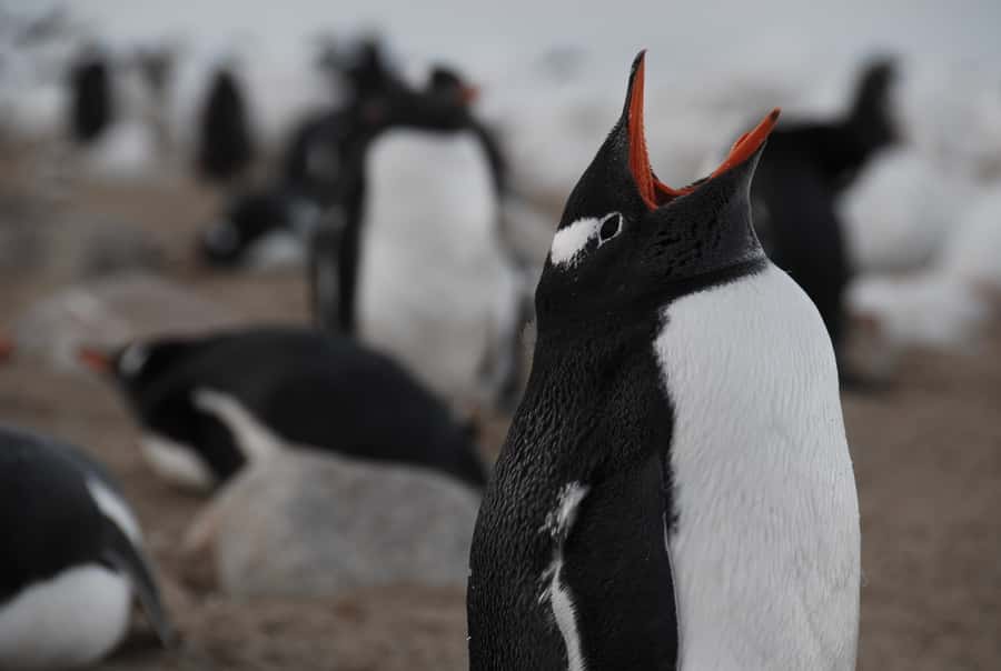 Ushuaia: Catamaran Sailing to Penguin Island - Key points to know before booking