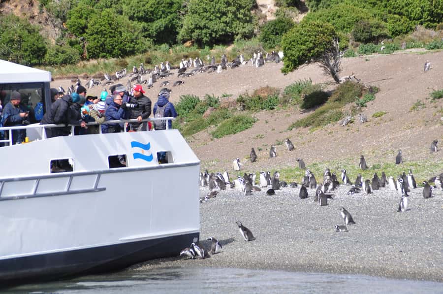 Ushuaia: Penguin Watching Tour by Catamaran - Key points before you book