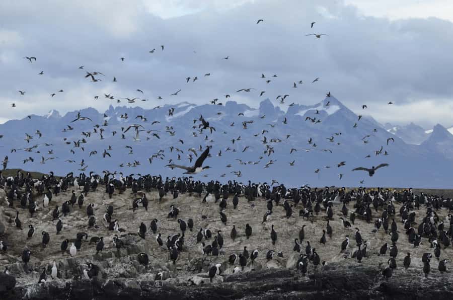 Ushuaia: Penguin Watching Tour by Catamaran - Should you book the Canoero penguin cruise?