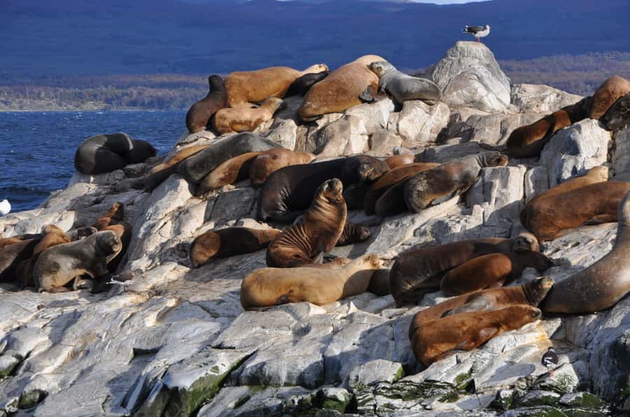 Ushuaia: Penguin Watching Tour by Catamaran - Getting the best views and photographs