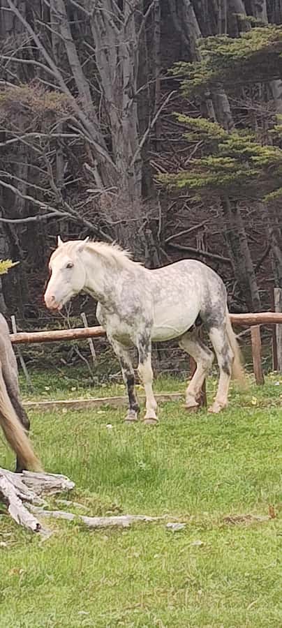 Ushuaia: Tierra del Fuego National park Car Tour - FAQ