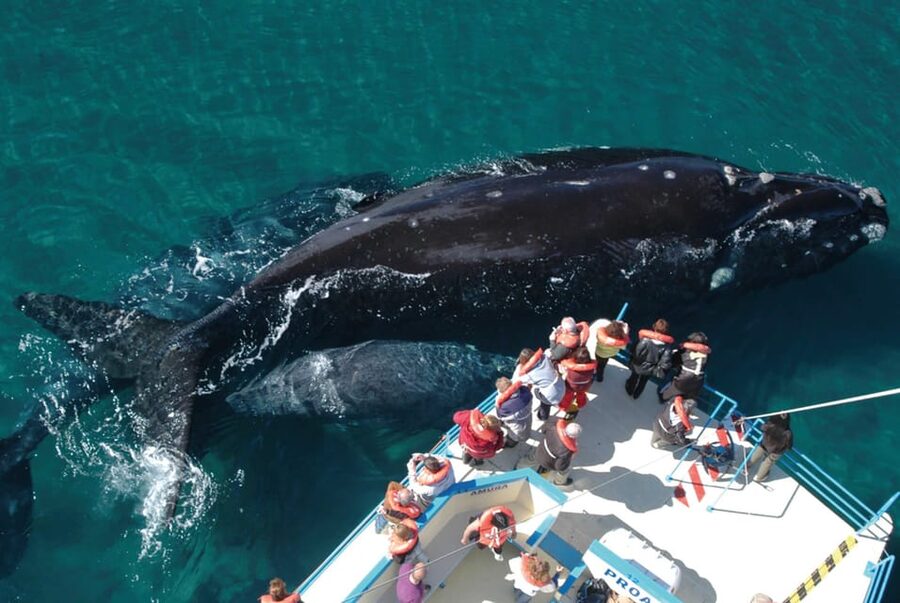 Valdes Peninsula: Full Day with Whale Watching - Key things to know before booking