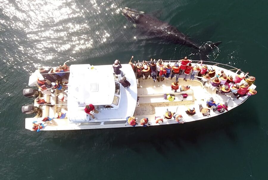 Valdes Peninsula: Full Day with Whale Watching - Whale watching from Puerto Pirámides