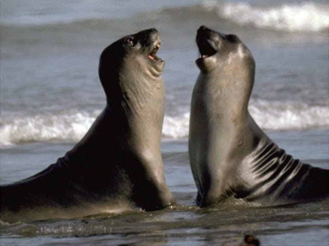 Valdes Peninsula: Full Day with Whale Watching - Punta Norte and the search for land wildlife