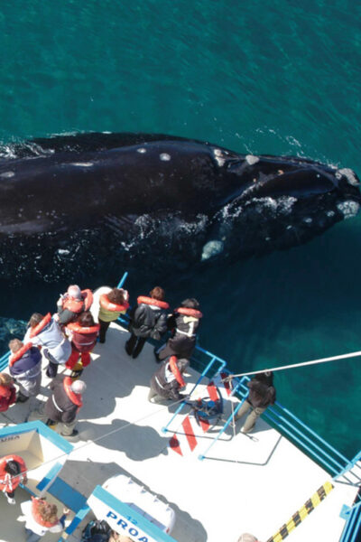 Valdes Peninsula: Full Day with Whale Watching