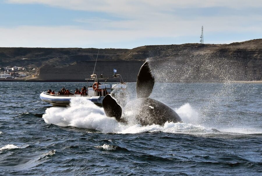 Valdes Peninsula: Full Day with Whale Watching - The Carlos Ameghino Interpretation Center
