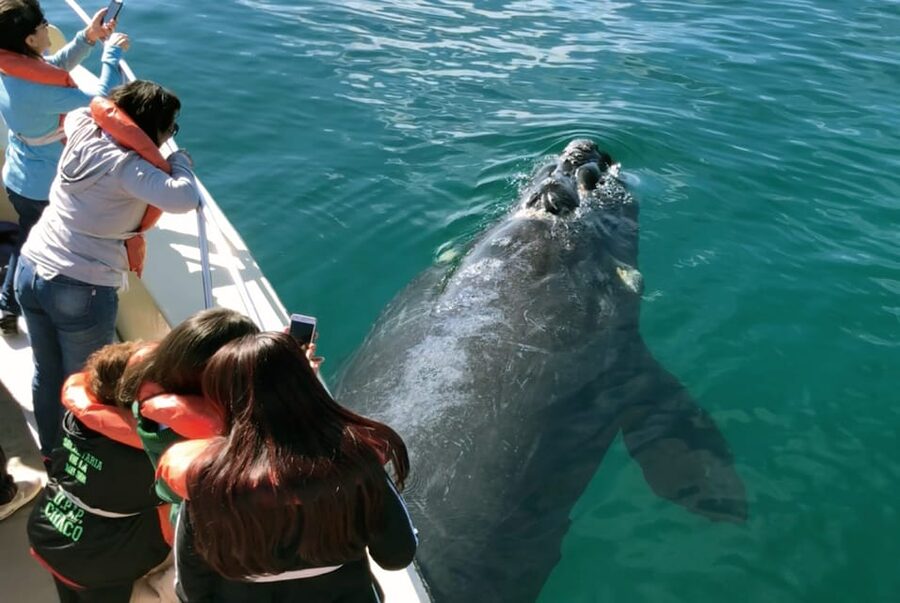 Valdes Peninsula: Full Day with Whale Watching - Is the $298 price fair?