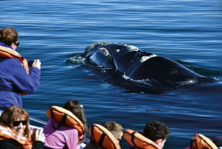 Valdes Peninsula: Full Day with Whale Watching - Who will enjoy this 12-hour outing?
