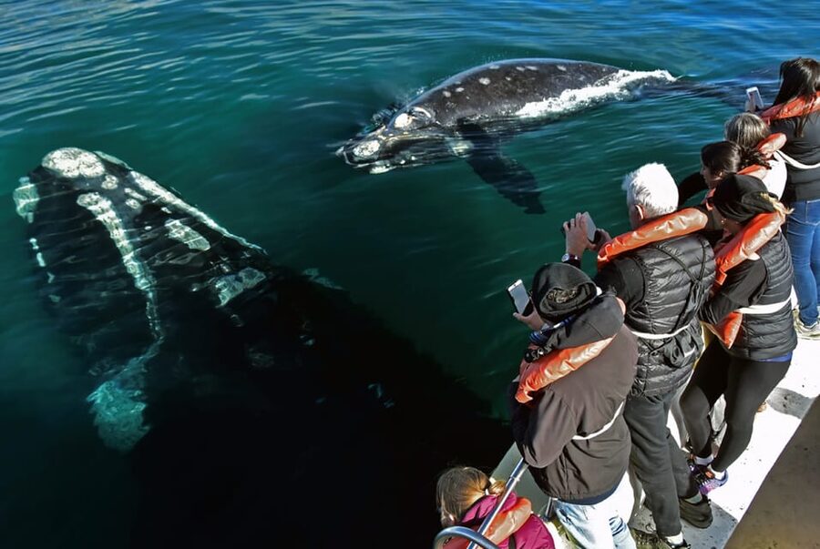 Valdes Peninsula: Full Day with Whale Watching - Practical tips for a better day