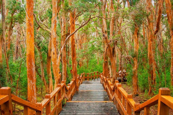 Victoria Island and Arrayanes Forest - Who should choose this excursion