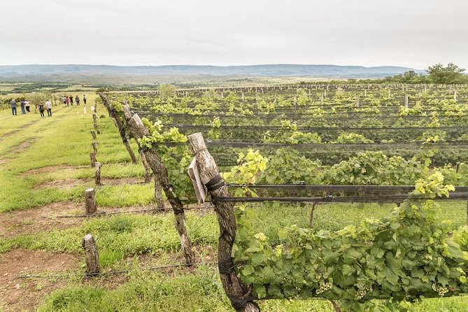 Wine Tour Privado a Calamuchita, Córdoba - Argentina - Key points to know before booking