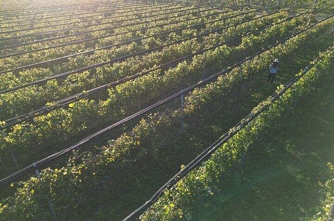 Wine Tour to Colonia Caroya, Cordoba - Half Day - Why Colonia Caroya makes a good wine outing